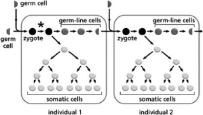 Two individuals are represented in Figure 9-6; individual 1 is one of the parents of individual 2.The asterisk indicates the occurrence of a single mutation.   Figure 9-6 What is the chance that individual 2 will inherit the mutation in individual 1? A)100% B)50% C)1 in 100,000 D)none
