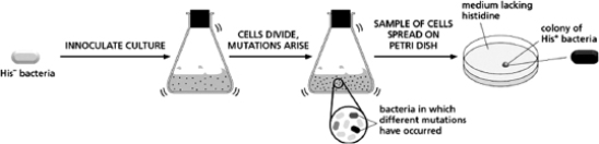 Figure 9-7 shows an experiment used to determine the spontaneous mutation rate in E.coli.If the spontaneous mutation rate in E.coli is 1 mistake in every 10<sup>9</sup> nucleotides copied, about how many colonies would you expect to see on the plates lacking histidine if you were to assay 10<sup>11</sup> cells from the culture for their ability to form colonies?   Figure 9-7 A) 1 B) 2 C) 10 D) 100