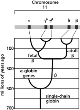 Figure 9-12 shows the evolutionary history of the globin gene family members.   Figure 9-12 Given this information, which of the following statements is TRUE? A)The ancestral globin gene arose 500 million years ago. B)The α-globin gene is more closely related to the ε-globin gene than to the δ-globin gene. C)The nucleotide sequences of the two γ-globins will be most similar because they are the closest together on the chromosome. D)The fetal β-globins arose from a gene duplication that occurred 200 million years ago, which gave rise to a β-globin expressed in the fetus and a β-globin expressed in the adult.