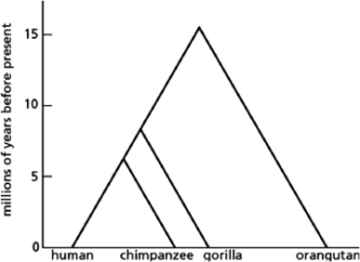 Given the evolutionary relationship between higher primates shown in Figure 9-18, which of the following statements is FALSE?   Figure 9-18 A) The last common ancestor of humans, chimpanzees, gorillas, and orangutans lived about 15 million years ago. B) Chimpanzees are more closely related to gorillas than to humans. C) Humans and chimpanzees diverged about 6 million years ago. D) Orangutans are the most divergent of the four species shown in Figure 9-18.