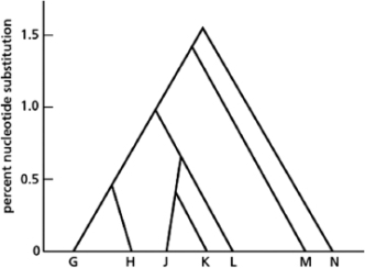 The evolutionary relationships between seven different species-G, H, J, K, L, M, and N-are diagrammed in Figure 9-25.   Figure 9-25 Given this information, which of the following statements is FALSE? A) These are all highly related species, because the sequence divergence between the most divergent species is 3%. B) Species M is as closely related to species G as it is to species J. C) Species N is more closely related to the last common ancestor of all of these species than to any of the other species shown in the diagram. D) Species G and H are as closely related to each other as species J and K are to each other.