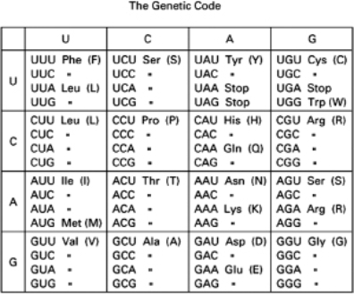 The spontaneous mutation rate in E.coli was determined to be 1 mistake for every 10<sup>9</sup> nucleotides copied.This was determined by measuring the frequency of a particular AT-to-GC change.This was accomplished using a strain of E.coli that started out unable to produce histidine (His<sup>-</sup>) because of an inserted UGA stop codon that disrupted the region coding for an enzyme required to produce histidine.When a spontaneous mutation arose that enabled the UGA stop codon to code for tryptophan, the E.coli cells were then able to produce the enzyme required for histidine production. You discover that if the stop codon were to change to code for cysteine (instead of tryptophan), this change would also allow the bacteria to produce histidine.How would the previously calculated spontaneous mutation rate of 1 mistake every 10<sup>9</sup> nucleotides copied change, given this new information? Explain.(The codon table is shown in Figure 9-48 to help you answer this question.)   Figure 9-48<div style=padding-top: 35px> 