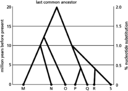 Figure 9-52 shows a hypothetical phylogenetic tree.Use this tree to answer the following questions.    Figure 9-52 A.How many years ago did species M and N diverge from their last common ancestor? B.How much nucleotide divergence is there on average between species M and N? C.Are species M and N more or less closely related to each other than species P and S are? D.In looking for functionally important nucleotide sequences, is it more informative to compare the genome sequences of species M and N or those of species M and Q?