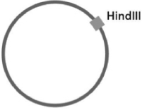 You have a circular plasmid that can be cut by the restriction nuclease HindIII, as diagrammed in Figure 10-4.   Figure 10-4 If you were to cut this circular piece of DNA with HindIII, which of the answers below best predicts what you would get? A) one linear piece of DNA B) two circular pieces of DNA C) two semicircular pieces of DNA D) two linear pieces of DNA