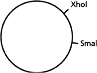 You have a piece of circular DNA that can be cut by the restriction nucleases XhoI and SmaI, as indicated in Figure 10-5.   Figure 10-5 If you were to cut this circular piece of DNA with both XhoI and SmaI, how many fragments of DNA would you end up with? A) 1 B) 2 C) 3 D) 4