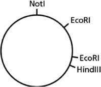 You have a piece of circular DNA that can be cut by the restriction nucleases EcoRI, HindIII, and NotI, as indicated in Figure 10-6.   Figure 10-6 Which of the following statements is FALSE? A) One piece of DNA will be obtained when this DNA is cut by NotI. B) A piece of DNA that cannot be cut by EcoRI will be obtained by cutting this DNA with both NotI and HindIII. C) Two DNA fragments that cannot be cut by HindIII will be obtained when this DNA is cut by EcoRI and NotI. D) Two DNA fragments of unequal size will be created when this DNA is cut by both HindIII and EcoRI.