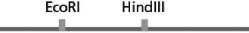 You have a linear piece of DNA that can be cut by the restriction nucleases HindIII and EcoRI, as diagrammed in Figure 10-7.   Figure 10-7 If you were to cut this linear DNA with HindIII, what type of DNA fragments do you predict you would obtain? A) three linear pieces of DNA B) two linear pieces of DNA, only one of which can be cut by EcoRI C) two linear pieces of DNA, both of which can be cut by EcoRI D) two linear pieces of DNA, only one of which can be cut by HindIII