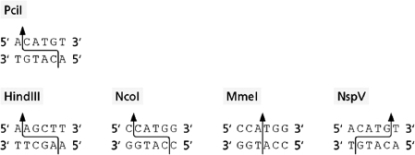 Figure 10-12 shows the cleavage sites of several restriction nucleases.   Figure 10-12 You cut a vector using the PciI restriction nuclease.Which of the following restriction nucleases will generate a fragment that can be ligated into this cut vector with the addition of only ligase and ATP? A) HindIII B) NcoI C) MmeI D) NspV