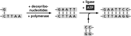 Figure 10-13 depicts a strategy by which a DNA fragment produced by cutting with the EcoRI restriction nuclease can be joined to a DNA fragment produced by cutting DNA with the HaeIII restriction nuclease.   Figure 10-13 Note that cutting DNA with EcoRI produces a staggered end, whereas cutting DNA with HaeIII produces a blunt end.Why must polymerase be added in this reaction? A) Polymerase will fill in the staggered end to create a blunt end. B) Polymerase is needed to seal nicks in the DNA backbone. C) Polymerase will add nucleotides to the end produced by the HaeIII restriction nuclease. D) Without polymerase, there will not be enough energy for the reaction to proceed.