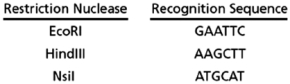 Which of the restriction nucleases listed below can potentially cleave a segment of cDNA that encodes the peptide KIGDACF? Table 10-56