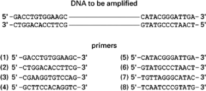 You want to amplify the DNA between the two stretches of sequence shown in Figure 10-58.Of the listed primers, choose the pair that will allow you to amplify the DNA by PCR.    Figure 10-58