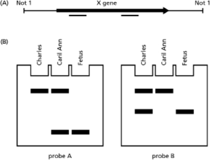Assume that defects in a hypothetical gene X have been linked to a disease.Two copies of a defective gene X will predispose a child to the disease, while a single copy of the gene seems to produce no symptoms.Because early treatment can counteract the effects of the disease, a program of voluntary genetic testing is being performed with prospective parents.Caril Ann is pregnant with Charles's child.You obtain DNA samples from Charles, Caril Ann, and the fetus.You conduct PCR from these DNA samples using two different primer sets that will detect two commonly found deletions in gene X that are associated with the disease.The gene and location of these primer sets are shown in Figure 10-61A.Your results are shown in Figure 10-61B.   Figure 10-61 A.Which of the three individuals have defects in gene X? B.Which individuals have a single defective gene and which have two defective copies of the gene? C.Indicate the location of each individual's defects on gene X.<div style=padding-top: 35px> 