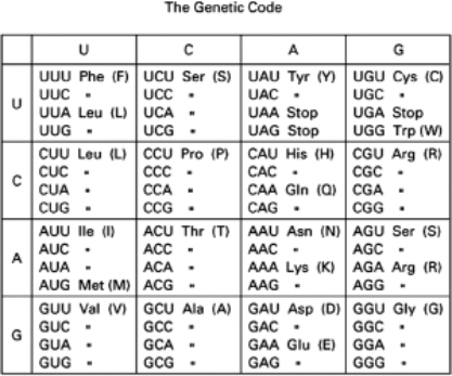 You are studying a protein that contains the peptide sequence RDWKLVI.The part of the DNA encoding this peptide is included in the sequence shown below.   Table 10-56 5′-GGCGTGACTGGAAGCTAGTCATC-3′ 3′-CCGCACTGACCTTCGATCAGTAG-5′ This sequence does not contain any HindIII restriction enzyme sites; the target sequence for the HindIII restriction nuclease is shown in Figure 10-65.   Figure 10-65A Your goal is to create a HindIII site on this plasmid without changing the coding sequence of the protein.Explain how you would do this.<div style=padding-top: 35px> 