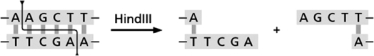  You are studying a protein that contains the peptide sequence RDWKLVI.The part of the DNA encoding this peptide is included in the sequence shown below.  \text { The Genetic Code }   \begin{array}{|l|l|l|l|l|} \hline & \text { U } & \text { C } & \text { A } & \text { G } \\ \hline &\text { UUU Phe (F) } & \text { UCU Ser (S) } & \text { UAU Tyr (Y) } & \text { UGU Cys (C) } \\ &\text { UUC - } & \text { UCC - } & \text { UAC - } & \text { UGC - } \\  \text { U } &\text { UUA Leu (L) } & \text { UCA -- } & \text { UAA Stop } & \text { UGA Stop } \\ &\text { UUG - } & \text { UCG - } & \text { UAG Stop } & \text { UGG Trp (W) } \\ \hline &\text { CUU Leu (L) } & \text { CCU Pro (P) } & \text { CAU His (H) } & \text { CGU Arg (R) } \\ &\text { CUC - } & \text { CCC - } & \text { CAC - } & \text { CGC - } \\  \text { C}&\text { CUA - } & \text { CCA - } & \text { CAA Gin (Q) } & \text { CGA - } \\ &\text { CUG }- & \text { CCG }- & \text { CAG }- & \text { CGG }- \\ \hline &\text { AUU Ile (I) } & \text { ACU Thr (T) } & \text { AAU Asn (N) } & \text { AGU Ser (S) } \\ &\text { AUC - } & \text { ACC - } & \text { AAC - } & \text { AGC - } \\  \text { A}&\text { AUA - } & \text { ACA - } & \text { AAA Lys (K) } & \text { AGA Arg (R) } \\ &\text { AUG Met (M) } & \text { ACG - } & \text { AAG - } & \text { AGG - } \\ \hline &\text { GUU Val (V) } & \text { GCU Ala (A) } & \text { GAU Asp (D) } & \text { GGU Gly (G) } \\ &\text { GUC - } & \text { GCC - } & \text { GAC - } & \text { GGC - } \\  \text { G}&\text { GUA - } & \text { GCA - } & \text { GAA Glu (E) } & \text { GGA - } \\ &\text { GUG - } & \text { GCG - } & \text { GAG - } & \text { GGG - } \\ \hline \end{array}   Table 10-56 5′-GGCGTGACTGGAAGCTAGTCATC-3′ 3′-CCGCACTGACCTTCGATCAGTAG-5′ This sequence does not contain any HindIII restriction enzyme sites; the target sequence for the HindIII restriction nuclease is shown in Figure 10-65.    Figure 10-65A Your goal is to create a HindIII site on this plasmid without changing the coding sequence of the protein.Explain how you would do this. 