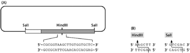 You have created a piece of recombinant DNA by placing a cDNA from a gene you believe is important for the differentiation of liver cells (called LC1) onto an expression plasmid that contains all the sequences necessary for propagation of this DNA in bacteria and for the production of the LC1 protein in bacteria.A picture of this plasmid is shown in Figure 10-66A, with the segment of the DNA containing the LC1 gene depicted as a gray rectangle; the promoter sequence is depicted as a white rectangle.The LC1 protein is phosphorylated on serine 54; the nucleotide sequence of the portion of the DNA that encodes this region is shown below the diagram.All HindIII and SalI restriction sites have also been mapped on the plasmid; the recognition sequences for these restriction nucleases are shown in Figure 10-66B.   Table 10-56   Figure 10-66 A.Given the information above, write out the amino acids 52 to 57, encoded by the nucleotide sequence shown above.Be sure to number the amino acids appropriately.(Hint: Remember, serine is amino acid number 54.) B.You want to create a mutant version of the LC1 gene that replaces the serine 54 found on this peptide with a glycine.You want to do this by changing only one nucleotide, and you also want to destroy the HindIII recognition sequence with this change.Write out a 21-nucleotide DNA sequence that can accommodate these changes.Be sure to (i) write out the DNA and label the 5′ and 3′ ends, (ii) underline the mutated HindIII recognition site, and (iii) circle any change made to the original sequence.<div style=padding-top: 35px> 