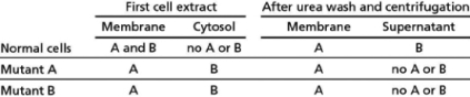 You have isolated two mutants of a normally pear-shaped microorganism that have lost their distinctive shape and are now round.One of the mutants has a defect in a protein that you call A and the other has a defect in a protein that you call B.First, you grind up each type of mutant cell and normal cells separately and separate the plasma membranes from the cytoplasm, forming the first cell extract.Then you set aside a portion of each fraction for later testing.Next, you wash the remaining portion of the membrane fractions with a low concentration of urea (which will unfold proteins and disrupt their ability to interact with other proteins) and centrifuge the mixture.The membranes and their constituent proteins form a pellet, and the proteins liberated from the membranes by the urea wash remain in the supernatant.When you check each of the fractions for the presence of A or B, you obtain the results given below.   Figure 11-15 Use these initial observations to classify membrane proteins A and B.What additional information can be inferred from this data set that helps you understand the mutant phenotype?<div style=padding-top: 35px> 