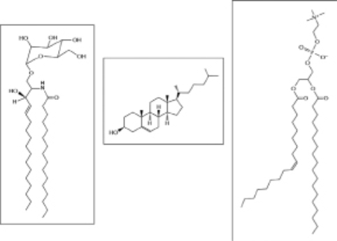 Three different membrane components are shown in Figure 11-16.Using the list below, identify the three components, and label the chemical groups indicated. A.glycerol B.sugar C.phospholipid D.glycolipid E.sterol F.unsaturated hydrocarbon G.saturated hydrocarbon H.sterol polar head group    Figure 11-16