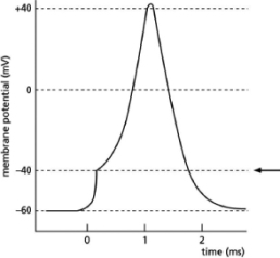 Figure 12-31 illustrates changes in membrane potential during the formation of an action potential.What membrane characteristic or measurement used to study action potentials is indicated by the arrow?   Figure 12-31 A) effect of a depolarizing stimulus B) resting membrane potential C) threshold potential D) action potential