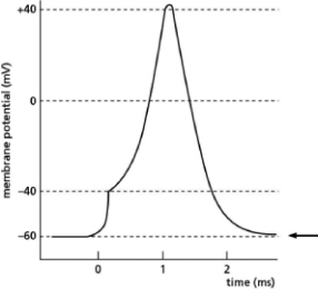 Figure 12-32 illustrates changes in membrane potential during the formation of an action potential.What membrane characteristic or measurement used to study action potentials is indicated by the arrow?   Figure 12-32 A) effect of a depolarizing stimulus B) resting membrane potential C) threshold potential D) action potential