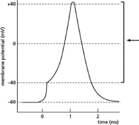 <strong>Figure 12-33 illustrates changes in membrane potential during the formation of an action potential.What membrane characteristic or measurement used to study action potentials is indicated by the arrow?   Figure 12-33</strong> A)effect of a depolarizing stimulus B)resting membrane potential C)threshold potential D)action potential <div style=padding-top: 35px> 
