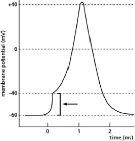 <strong>Figure 12-34 illustrates changes in membrane potential during the formation of an action potential.What membrane characteristic or measurement used to study action potentials is indicated by the arrow?   Figure 12-34</strong> A)effect of a depolarizing stimulus B)resting membrane potential C)threshold potential D)action potential <div style=padding-top: 35px> 