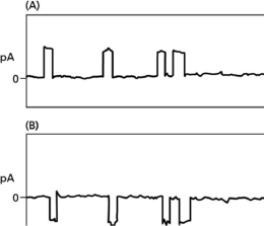 The flow of ions through a gated channel can be studied using a method called patch-clamp recording. A.How is a detached patch-clamp experiment set up, and what exactly does it mean to clamp an ion channel? B.How is it possible to collect the recordings shown in Figures Q12-16A and Q12-16B from a single ion channel?   Figure 12-16<div style=padding-top: 35px> 