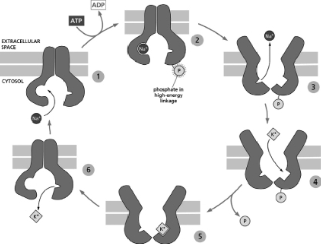 You have prepared lipid vesicles (spherical lipid bilayers) that contain Na<sup>+</sup>-K<sup>+</sup> pumps as the sole membrane protein.All of the Na<sup>+</sup>-K<sup>+</sup> pumps are oriented in such a way that the portion of the molecule that normally faces the cytosol is on the inside of the vesicle and the portion of the molecule that normally faces the extracellular space is on the outside of the vesicle.Assume that each pump transports one Na<sup>+</sup> ion in one direction and one K<sup>+</sup> ion in the other direction during each pumping cycle (see Figure 12-27 for how the Na<sup>+</sup>-K<sup>+</sup> pump normally functions in the plasma membrane).   Figure 12-27 Predict what would happen in each of the following conditions: A.The solutions inside and outside the vesicles contain both Na<sup>+</sup> and K<sup>+</sup> ions but no ATP. B.The solution outside the vesicles contains both Na<sup>+</sup> and K<sup>+</sup> ions; the solution inside contains both Na<sup>+</sup> and K<sup>+</sup> ions and ATP. C.The solution outside contains Na<sup>+</sup>; the solution inside contains Na<sup>+</sup> and ATP.<div style=padding-top: 35px> 