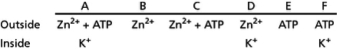 The Aeroschmidt weed contains an ATP-driven ion pump in its vacuolar membrane that pumps potentially toxic heavy metal ions such as Zn<sup>2</sup><sup>+</sup> and Pb<sup>2</sup><sup>+</sup> into the vacuole.The pump protein cycles through a phosphorylated and an unphosphorylated state and works in a similar way to the Na<sup>+</sup>-K<sup>+</sup> pump of animal cells.To study its action, you incorporate the unphosphorylated form of the protein into phospholipid vesicles containing K<sup>+</sup> in their interiors.(You ensure that all of the protein molecules are oriented such that their cytosolic domains face the outside of your vesicles.) When you add Zn<sup>2</sup><sup>+</sup> and ATP to the solution outside such vesicles, you find that Zn<sup>2</sup><sup>+</sup> is pumped into the vesicle lumen.You then expose vesicles containing the pump protein to the solutes shown in Table 12-28.   Table 12-28 You then determine the amount of phosphorylated and unphosphorylated ATP-driven ion pump protein in each sample.Your results are summarized in Table 12-28A, where a minus sign indicates an absence of a type of protein and a plus sign indicates its presence.   Table 12-28A You treat vesicles as in lane F, but before determining the phosphorylation state of the protein, you wash away the outside buffer and replace it with a buffer containing only Zn<sup>2</sup><sup>+</sup>.What do you expect to happen in this sample, and what are the results you expect to observe with respect to phosphorylation and movement of K<sup>+</sup>?<div style=padding-top: 35px> 
