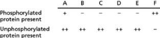 The Aeroschmidt weed contains an ATP-driven ion pump in its vacuolar membrane that pumps potentially toxic heavy metal ions such as Zn<sup>2</sup><sup>+</sup> and Pb<sup>2</sup><sup>+</sup> into the vacuole.The pump protein cycles through a phosphorylated and an unphosphorylated state and works in a similar way to the Na<sup>+</sup>-K<sup>+</sup> pump of animal cells.To study its action, you incorporate the unphosphorylated form of the protein into phospholipid vesicles containing K<sup>+</sup> in their interiors.(You ensure that all of the protein molecules are oriented such that their cytosolic domains face the outside of your vesicles.) When you add Zn<sup>2</sup><sup>+</sup> and ATP to the solution outside such vesicles, you find that Zn<sup>2</sup><sup>+</sup> is pumped into the vesicle lumen.You then expose vesicles containing the pump protein to the solutes shown in Table 12-28.   Table 12-28 You then determine the amount of phosphorylated and unphosphorylated ATP-driven ion pump protein in each sample.Your results are summarized in Table 12-28A, where a minus sign indicates an absence of a type of protein and a plus sign indicates its presence.   Table 12-28A You treat vesicles as in lane F, but before determining the phosphorylation state of the protein, you wash away the outside buffer and replace it with a buffer containing only Zn<sup>2</sup><sup>+</sup>.What do you expect to happen in this sample, and what are the results you expect to observe with respect to phosphorylation and movement of K<sup>+</sup>?<div style=padding-top: 35px> 