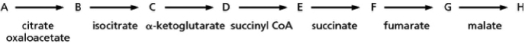 The oxidative reactions of cellular respiration were the focus of intense study in the 1930s.These reactions are represented in a linear pathway, as they were thought to occur.Each product is designated as a lettered compound (A through H) in Figure 13-16.   Figure 13-16 A.What was the first observation that Krebs made when he added malonic acid to the minced muscle samples, and what was his conclusion about how and where it was acting in the reactions he was studying? B.What happens when the malonate block is introduced and subsequently compound A is added in excess? What is the result if compound G is added after the block, instead of A? How did Krebs attempt to reconcile these two results? C.What additional observation led Krebs to hypothesize that what was previously thought to be a linear sequence of reactions is actually a cyclic sequence of reactions? How did this idea further explain the earliest observations that the addition of any single compound in the pathway greatly increases oxygen uptake by the muscle tissue?<div style=padding-top: 35px> 