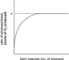 If you shine light on chloroplasts and measure the rate of photosynthesis as a function of light intensity, you get a curve that reaches a plateau at a fixed rate of photosynthesis, x, as shown in Figure 14-41.   Figure 14-41 Which of the following conditions will increase the value of x? A) increasing the number of chlorophyll molecules in the antenna complexes B) increasing the number of reaction centers C) adding a powerful oxidizing agent D) decreasing the wavelength of light used