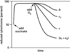 In 1925, David Keilin used a simple spectroscope to observe the characteristic absorption bands of the cytochromes that participate in the electron-transport chain in mitochondria.A spectroscope passes a very bright light through the sample of interest and then through a prism to display the spectrum from red to blue.If molecules in the sample absorb light of particular wavelengths, dark bands will interrupt the colors of the rainbow.His key discovery was that the absorption bands disappeared when oxygen was introduced and then reappeared when the samples became anoxic.Subsequent findings demonstrated that different cytochromes absorb light of different frequencies.When light of a characteristic wavelength shines on a mitochondrial sample, the amount of light absorbed is proportional to the amount of a particular cytochrome present in its reduced form.Thus, spectrophotometric methods can be used to measure how the amounts of reduced cytochromes change over time in response to various treatments.If isolated mitochondria are incubated with a source of electrons such as succinate, but without oxygen, electrons enter the respiratory chain, reducing each of the electron carriers almost completely.When oxygen is then introduced, the carriers oxidize at different rates, as can be seen from the decline in the amount of reduced cytochrome (see Figure 14-27).Note that cytochromes a<sub>1</sub> and a<sub>3</sub> cannot be distinguished and thus are listed as cytochrome (a<sub>1</sub> + a<sub>3</sub>).How does this result allow you to order the electron carriers in the respiratory chain? What is their order?    Figure 14-27