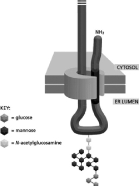 Cells have oligosaccharides displayed on their cell surface that are important for cell-cell recognition.Your friend discovered a transmembrane glycoprotein, GP1, on a pathogenic yeast cell that is recognized by human immune cells.He decides to purify large amounts of GP1 by expressing it in bacteria.To his purified protein he then adds a branched 14-sugar oligosaccharide to the asparagine of the only Asn-X-Ser sequence found on GP1 (Figure 15-32) .Unfortunately, immune cells do not seem to recognize this synthesized glycoprotein.Which of the following statements is a likely explanation for this problem?   Figure 15-32 A) The oligosaccharide should have been added to the serine instead of the asparagine. B) The oligosaccharide should have been added one sugar at a time. C) The oligosaccharide needs to be further modified before it is mature. D) The oligosaccharide needs a disulfide bond.