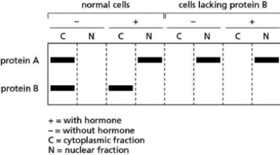 A gene regulatory protein, A, contains a typical nuclear localization signal but surprisingly is usually found in the cytosol.When the cell is exposed to hormones, protein A moves from the cytosol into the nucleus, where it turns on genes involved in cell division.When you purify protein A from cells that have not been treated with hormones, you find that protein B is always complexed with it.To determine the function of protein B, you engineer cells lacking the gene for protein B.You compare normal and defective cells by using differential centrifugation to separate the nuclear fraction from the cytoplasmic fraction, and then separating the proteins in these fractions by gel electrophoresis.You identify the presence of protein A and protein B by looking for their characteristic bands on the gel.The gel you run is shown in Figure 15-4.    Figure 15-4 On the basis of these results, what is the function of protein B? Explain your conclusion and propose a mechanism for how protein B works.