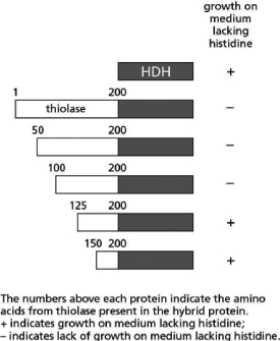 You are trying to identify the peroxisome-targeting sequence in the thiolase enzyme in yeast.The thiolase enzyme normally resides in the peroxisome and therefore must contain amino acid sequences that are used to target the enzyme for import into the peroxisome.To identify the targeting sequences, you create a set of hybrid genes that encode fusion proteins containing part of the thiolase protein fused to another protein, histidinol dehydrogenase (HDH).HDH is a cytosolic enzyme required for the synthesis of the amino acid histidine and cannot function if it is localized in the peroxisome.You genetically engineer a series of yeast cells to express these fusion proteins instead of their own versions of these enzymes.If the fusion proteins are imported into the peroxisome, the HDH portion of the protein cannot function and the yeast cells cannot grow on a medium lacking histidine.You obtain the results shown in Figure 15-5.    Figure 15-5 What region of the thiolase protein contains the peroxisomal targeting sequence? Explain your answer.