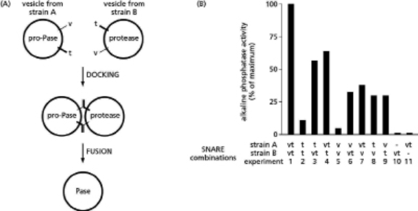 v-SNAREs and t-SNAREs mediate the recognition of a vesicle at its target membrane so that a vesicle displaying a particular type of v-SNARE will only fuse with a target membrane containing a complementary type of t-SNARE.In some cases, v-SNAREs and t-SNAREs may also mediate the fusion of identical membranes.In yeast cells, right before the formation of a new cell, vesicles derived from the vacuole will come together and fuse to form a new vacuole destined for the new cell.Unlike the situation we have discussed in class, the vacuolar vesicles contain both v-SNAREs and t-SNAREs.Your friend is trying to understand the role of these SNAREs in the formation of the new vacuole and consults with you regarding the interpretation of his data. Your friend has designed an ingenious assay for the fusion of vacuolar vesicles by using alkaline phosphatase.The protein alkaline phosphatase is made in a pro form that must be cleaved for the protein to be active.Your friend has designed two different strains of yeast: strain A produces the pro form of alkaline phosphatase (pro-Pase), whereas strain B produces the protease that can cleave pro-Pase into the active form (Pase).Neither strain has the active form of the alkaline phosphatase, but when vacuolar vesicles from the strains A and B are mixed, fusion of vesicles generates active alkaline phosphatase, whose activity can be measured and quantified (Figure 15-9A).   Figure 15-9 Your friend has taken each of these yeast strains and further engineered them so that they express only the v-SNAREs, only the t-SNAREs, both SNAREs (the normal situation), or neither SNARE.He then isolates vacuolar vesicles from all strains and tests the ability of each variant form of strain A to fuse with each variant form of strain B, by using the alkaline phosphatase assay.The data are shown in the graph in Figure 15-9B.On this graph, the SNARE present on the vesicle of the particular yeast strain is indicated as v (for the presence of the v-SNARE) and t (for the presence of the t-SNARE). What do his data say about the requirements for v-SNAREs and t-SNAREs in the vacuolar vesicles? Is it important to have a specific type of SNARE (that is, v-SNARE or t-SNARE) on each vesicle?<div style=padding-top: 35px> 