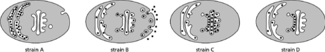 You have created a green fluorescent protein (GFP) fusion to a protein that is normally secreted from yeast cells.Because you have learned about the use of temperature-sensitive mutations in yeast to study protein and vesicle transport, you obtain three mutant yeast strains, each defective in some aspect of the protein secretory process.Being a good scientist, you of course also obtain a wild-type control strain.You decide to examine the fate of your GFP fusion protein in these various yeast strains and engineer the mutant strains to express your GFP fusion protein.However, in your excitement to do the experiment, you realize that you did not label any of the mutant yeast strains and no longer know which strain is defective in what process.You end up numbering your strains with the numbers 1 to 4, and then you carry out the experiment anyway, obtaining the results shown in Figure 15-17 (the black dots represent your GFP fusion protein).    Figure 15-17 Name the process that is defective in each of these strains.Remember that one of these strains is your wild-type control.
