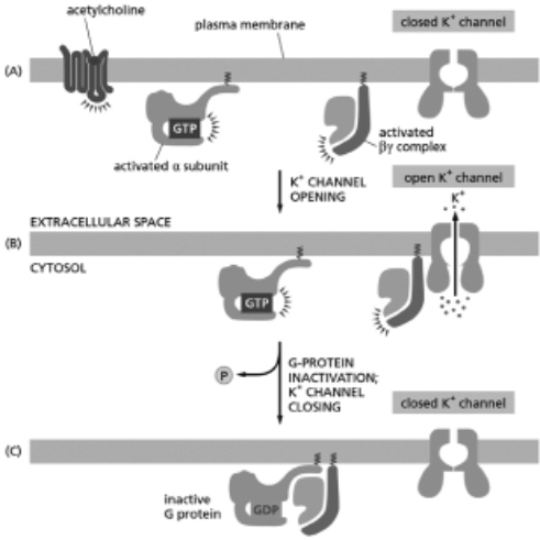 Acetylcholine binds to a GPCR on heart muscle, making the heart beat more slowly.The activated receptor stimulates a G protein, which opens a K<sup>+</sup> channel in the plasma membrane, as shown in Figure 16-13.Which of the following would enhance this effect of the acetylcholine?   Figure 16-13 A)addition of a high concentration of a nonhydrolyzable analog of GTP B)addition of a drug that prevents the α subunit from exchanging GDP for GTP C)mutations in the acetylcholine receptor that weaken the interaction between the receptor and acetylcholine D)mutations in the acetylcholine receptor that weaken the interaction between the receptor and the G protein