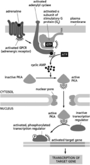 You are interested in how cyclic-AMP-dependent protein kinase A (PKA)  functions to affect learning and memory, and you decide to study its function in the brain.It is known that, in the cells you are studying, PKA works via a signal transduction pathway like the one depicted in Figure 16-15.Furthermore, it is also known that activated PKA phosphorylates the transcriptional regulator called Nerd that then activates transcription of the gene Brainy.Which situation described below will lead to an increase in Brainy transcription?   Figure 16-15 A) a mutation in the Nerd gene that produces a protein that cannot be phosphorylated by PKA B) a mutation in the nuclear import sequence of PKA from PPKKKRKV to PPAAAAAV C) a mutation in the gene that encodes cAMP phosphodiesterase that makes the enzyme inactive D) a mutation in the gene that encodes adenylyl cyclase that renders the enzyme unable to interact with the α subunit of the G protein