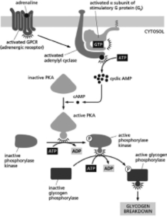 Adrenaline stimulates glycogen breakdown in skeletal muscle cells by ultimately activating glycogen phosphorylase, the enzyme that breaks down glycogen, as depicted in Figure 16-16.   Figure 16-16 Which of the following statements is FALSE? A)A constitutively active mutant form of PKA in skeletal muscle cells would lead to a decrease in the amount of unphosphorylated phosphorylase kinase. B)A constitutively active mutant form of PKA in skeletal muscle cells would not increase the affinity of adrenaline for the adrenergic receptor. C)A constitutively active mutant form of PKA in skeletal muscle cells would lead to an excess in the amount of glucose available. D)A constitutively active mutant form of PKA in skeletal muscle cells would lead to an excess in the amount of glycogen available.