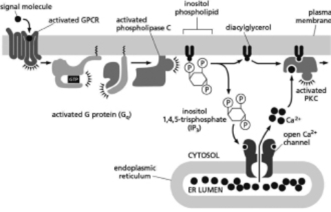 Activated protein kinase C (PKC) can lead to the modification of the membrane lipids in the vicinity of the active PKC.Figure 16-17 shows how G proteins can indirectly activate PKC.You have discovered the enzyme activated by PKC that mediates the lipid modification.You call the enzyme Rafty and demonstrate that activated PKC directly phosphorylates Rafty, activating it to modify the plasma membrane lipids in the vicinity of the cell where PKC is active; these lipid modifications can be detected by dyes that bind to the modified lipids.Cells lacking Rafty do not have these modifications, even when PKC is active.Which of the following conditions would lead to signal-independent modification of the membrane lipids by Rafty?   Figure 16-17 A)the expression of a constitutively active phospholipase C B)a mutation in the GPCR that binds the signal more tightly C)a Ca<sup>2</sup><sup>+</sup> channel in the endoplasmic reticulum with an increased affinity for IP3 D)a mutation in the gene that encodes Rafty such that the enzyme can no longer be phosphorylated by PKC