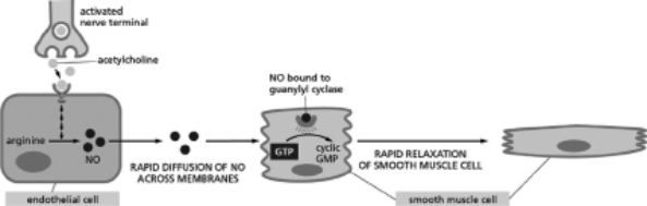 Figure 16-20 shows the pathway through which nitric oxide (NO)  triggers smooth muscle relaxation in a blood vessel wall.Which of the following situations would lead to relaxation of the smooth muscle cells in the absence of acetylcholine?   Figure 16-20 A) a smooth muscle cell that has a defect in guanylyl cyclase such that it cannot bind NO B) a muscle cell that has a defect in guanylyl cyclase such that it constitutively converts GTP to cyclic GMP C) a muscle cell that has cyclic GMP phosphodiesterase constitutively active D) a drug that blocks an enzyme involved in the metabolic pathway from arginine to NO