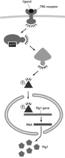 You are interested in further understanding the signal transduction pathway that controls the production of Pig1, a protein important for regulating cell size.Activation of the TRK receptor leads to activation of the GTP-binding protein, Ras, which then activates a protein kinase that phosphorylates the SZE transcription factor.SZE only interacts with the nuclear transport receptor when it is phosphorylated.SZE is a gene activator for the Pig1 gene.This pathway is diagrammed in Figure 16-25.   Figure 16-25 Normal cells grown under standard conditions (without ligand)  are 14 μm in diameter while normal cells exposed to TRK ligand are 10.5 μm in diameter.Given this situation, which of the following conditions do you predict will more likely lead to smaller cells? A) addition of TRK ligand and a drug that stimulates the GTPase activity of Ras B) addition of TRK ligand and a drug that inhibits the activity of the phosphatase that acts on SZE C) addition of TRK ligand and a drug that stimulates the degradation of Pig1 D) addition of TRK ligand and a drug that inhibits Pig1 binding to DNA