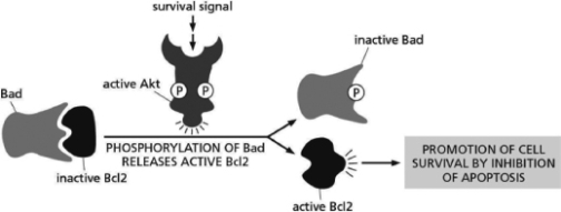 Akt promotes the survival of many cells by affecting the activity of Bad and Bcl2, as diagrammed in Figure 16-28.   Figure 16-28 Which of the following statements is FALSE? A) In the presence of a survival signal, Akt is phosphorylated. B) In the absence of a survival signal, Bad inhibits the cell-death inhibitor protein Bcl2. C) In the presence of a survival signal, the cell-death inhibitory protein Bcl2 is active. D) In the absence of a survival signal, Bad is phosphorylated.