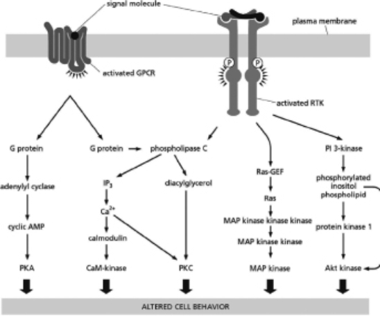 Figure 16-34 shows that intracellular signaling pathways can be highly interconnected.   Figure 16-34 From the information in Figure 16-34, which of the following statements is FALSE? A)The GPCR and the RTK both activate phospholipase C. B)Activation of either the GPCR or the RTK will lead to activation of transcriptional regulators. C)CaM-kinase is only activated when the GPCR is active and not when the RTK is active. D)Ras is activated only when the RTK is active and not when the GPCR is active.