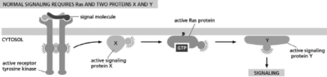 Figure 16-36 shows how normal signaling works with a Ras protein acting downstream of an RTK.You examine a cell line with a constitutively active Ras protein that is always signaling.Which of the following conditions will turn off signaling in this cell line?   Figure 16-36 A) addition of a drug that prevents protein X from activating Ras B) addition of a drug that increases the affinity of protein Y and Ras C) addition of a drug that blocks protein Y from interacting with its target D) addition of a drug that increases the activity of protein Y