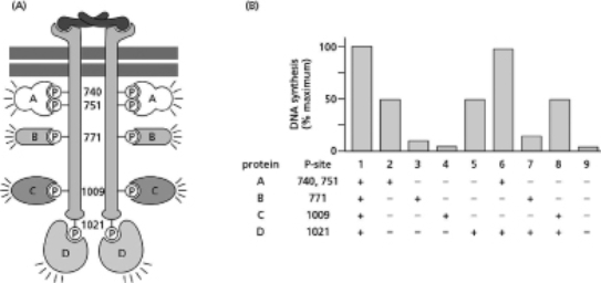 When activated by the extracellular signal protein platelet-derived growth factor (PDGF), the PDGF receptor phosphorylates itself on multiple tyrosines (as indicated in Figure 16-61A by the circled Ps; the numbers next to these Ps indicate the amino acid number of the tyrosine).These phosphorylated tyrosines serve as docking sites for proteins that interact with the activated PDGF receptor.These proteins are indicated in the figure, and include the proteins A, B, C, and D.One of the cell's responses to PDGF is an increase in DNA synthesis, which can be measured by the incorporation of radioactive thymidine into the DNA. To determine which protein or proteins-A, B, C, or D-are responsible for the activation of DNA synthesis, you construct mutant versions of the PDGF receptor that retain one or more tyrosine phosphorylation sites.You express these mutant versions in cells that do not make their own PDGF receptor.In these cells, the various mutant versions of the PDGF receptor are expressed normally, and, in response to PDGF binding, become phosphorylated on whichever tyrosines remain.You measure the level of DNA synthesis in cells that express the various mutant receptors and obtain the data shown in Figure 16-22B.   Figure 16-22 A.From these data, which, if any, of proteins A, B, C, and D are involved in the stimulation of DNA synthesis by PDGF? Explain your answer. B.Which, if any, of these proteins inhibit DNA synthesis? Explain your answer. C.Which, if any, of these proteins seem to have no detectable role in DNA synthesis? Explain your answer.<div style=padding-top: 35px> 