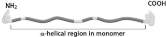 Intermediate filaments are made from elongated fibrous proteins that are assembled into a ropelike structure.Figure 17-6 shows the structure of an intermediate filament subunit.You are interested in how intermediate filaments are formed, and you create an intermediate filament subunit whose α-helical region is twice as long as that of a normal intermediate filament by duplicating the normal α-helical region while keeping a globular head at the N-terminus and a globular tail at the C-terminus; you call this subunit IFαd.If you were to assemble intermediate filaments using IFαd as the subunit, which of the following predictions describes the most likely outcome?   Figure 17-6 A) Filaments assembled using IFαd will interact with different cytoskeletal components. B) Filaments assembled using IFαd will form dimers that are twice as long as dimers assembled from normal intermediate filaments. C) Sixteen tetramers assembled from IFαd will be needed for a ropelike structure to form. D) Dimers of IFαd will form by interactions with the N-terminal globular head and the C-terminal globular tail.