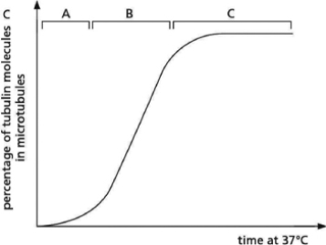 The graph in Figure 17-18 shows the time course of the polymerization of pure tubulin in vitro.Assume that the starting concentration of free tubulin is higher than it is in cells.   Figure 17-18 Three parts of the curve are labeled above it as A, B, and C.You conduct a similar in vitro tubulin-polymerization experiment, only this time you include purified centrosomes in your preparation.When you plot your data, which part of your graph should be most dissimilar to the curve shown in Figure 17-18? A) A B) B C) C D) None.The shape of my graph should be identical to the graph produced when tubulin is polymerized in the absence of purified centrosomes.