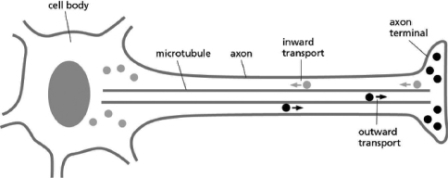 Microtubules are important for transporting cargo in nerve cell axons, as diagrammed in Figure 17-20.Notice that the two types of cargo are traveling in opposite directions.Which of the following statements is likely to be FALSE?   Figure 17-20 A) The gray cargo is attached to dynein. B) The black cargo and the gray cargo require ATP hydrolysis for their motion. C) The black cargo moving toward the axon terminal contains a domain that specifically interacts with the tail domain of a particular kind of motor. D) The black cargo and the gray cargo are moving along microtubules of opposite polarity.